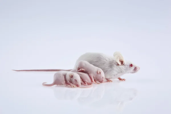 Ratos brancos de laboratório mãe com filhotes, que são nove dias de idade isolados em branco — Fotografia de Stock