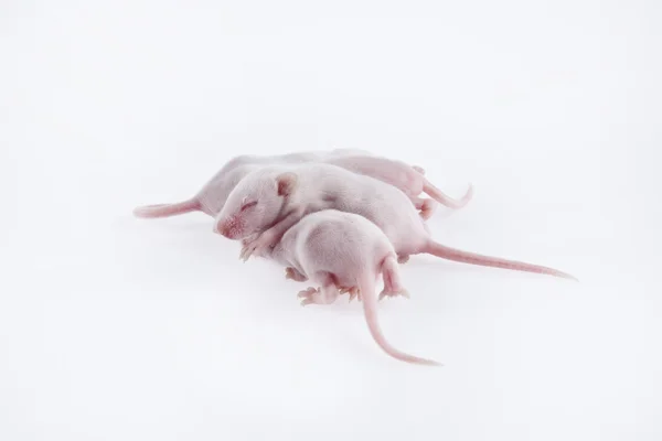 Ratones de laboratorio blanco madre con cachorros, que son nueve días de edad aislados en blanco —  Fotos de Stock