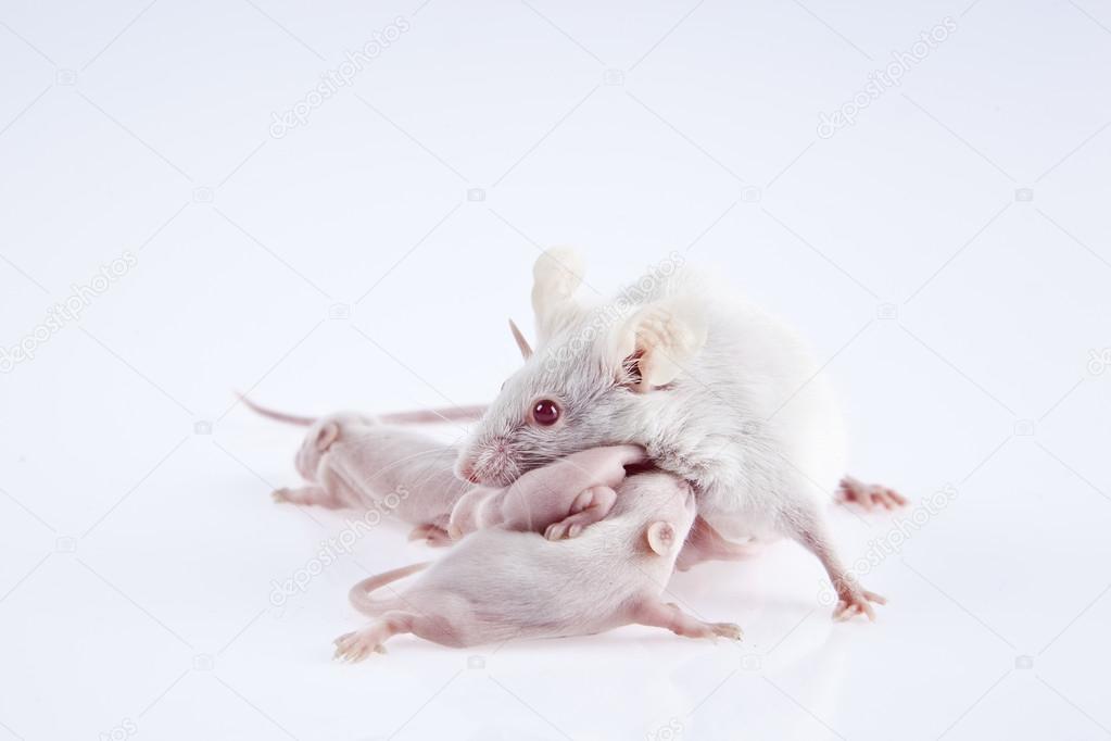 White laboratory mice mother with pups, which are nine days old isolated on white