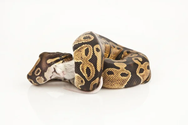 Python royal python äter en mus, Kungspyton, python regius, framför vit bakgrund — Stockfoto