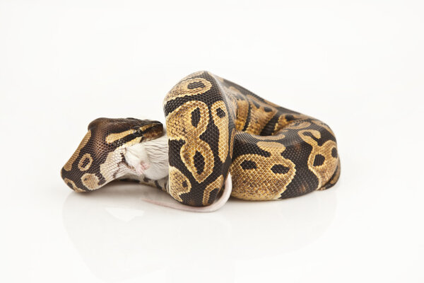 Python Royal python eating a mouse, ball python, Python regius, in front of white background