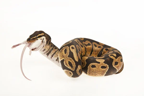 Python Royal python eating a mouse, ball python, Python regius, in ...