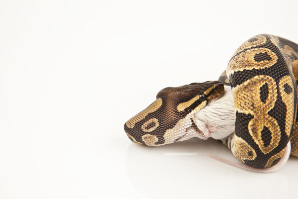 Python Royal python eating a mouse, ball python, Python regius, in front of white background