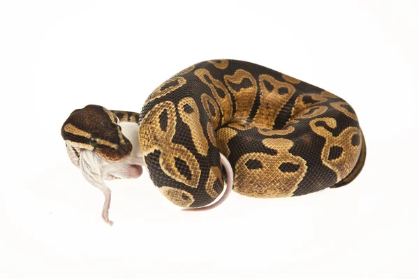 Python Royal python eating a mouse, ball python, Python regius, in ...