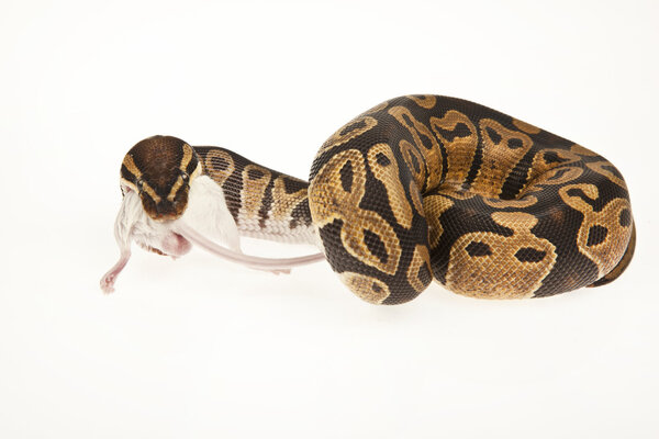 Python Royal python eating a mouse, ball python, Python regius, in front of white background
