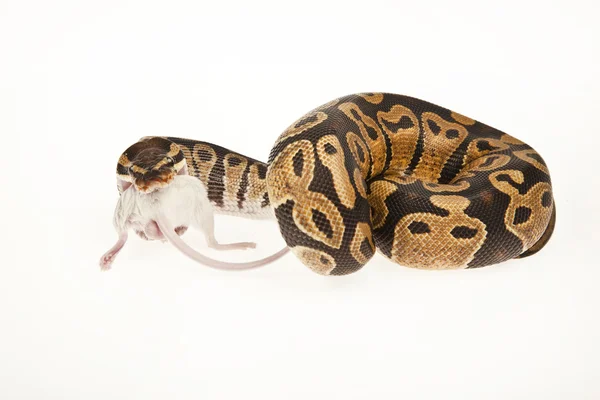 Koninklijke python python eten een muis, bal python, python regius, voor witte achtergrond — Stockfoto