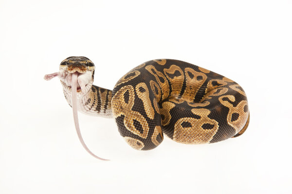 Python Royal python eating a mouse, ball python, Python regius, in front of white background