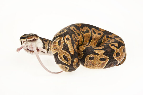 Python Royal python eating a mouse, ball python, Python regius, in front of white background