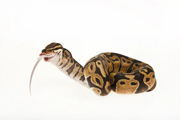 Python Royal python eating a mouse, ball python, Python regius, in ...