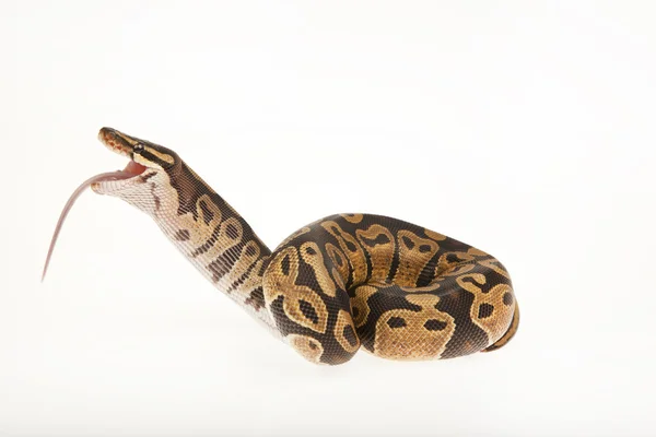 Python royal python äter en mus, Kungspyton, python regius, framför vit bakgrund — Stockfoto