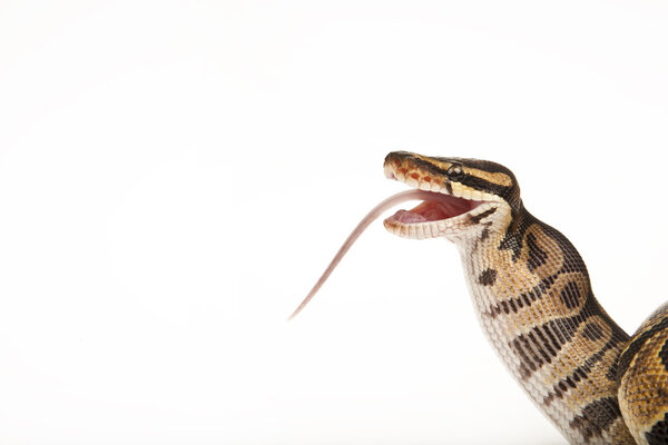 Python Royal python eating a mouse, ball python, Python regius, in front of white background