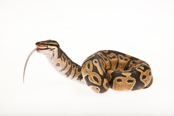 Python Royal python eating a mouse, ball python, Python regius, in front of white background