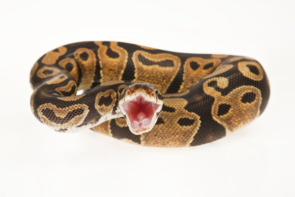 Python Royal python eating a mouse, ball python, Python regius, in front of white background