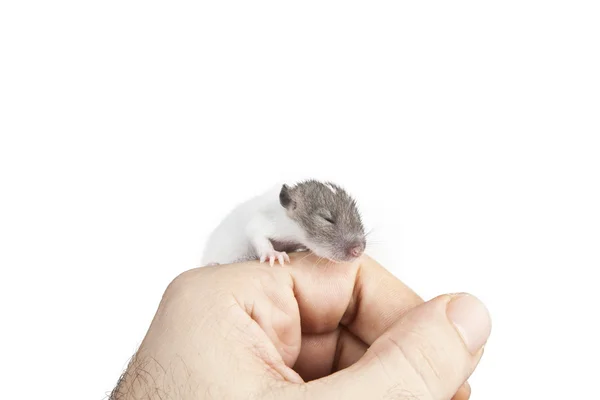 Two color baby rat lick the finger on a palm, isolated on white — Stock Photo, Image