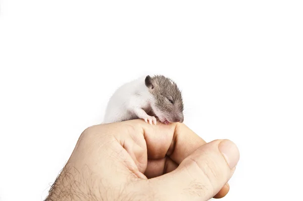 Dos color bebé rata lamer el dedo en una palma, aislado en blanco — Foto de Stock