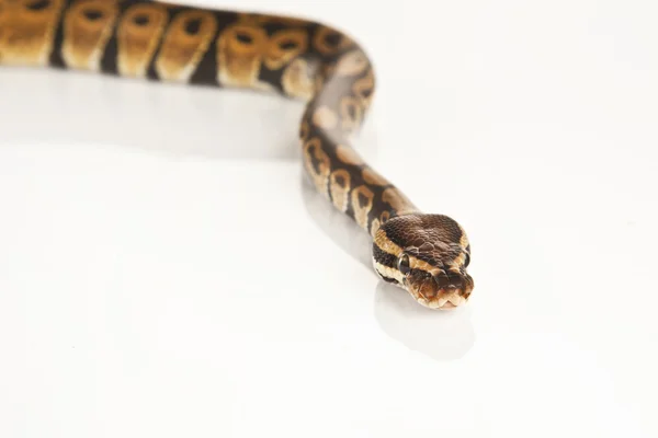 Míč python s bílým pozadím — Stock fotografie