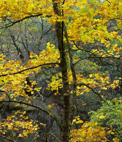 Viejo Árbol Delgado Con Colores Amarillos Brillantes Colores Otoñales Parque — Foto de Stock