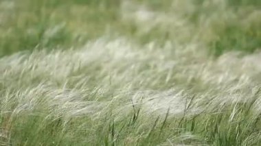 Rüzgarlı havalarda tüy çimen