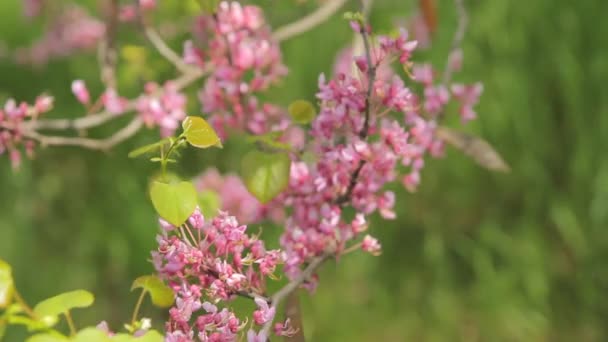 Árbol de Cercis floreciente con abeja — Vídeos de Stock