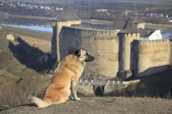 Dog at Castle