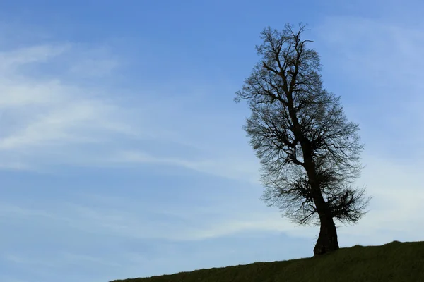 Silueta de árbol alto — Foto de Stock