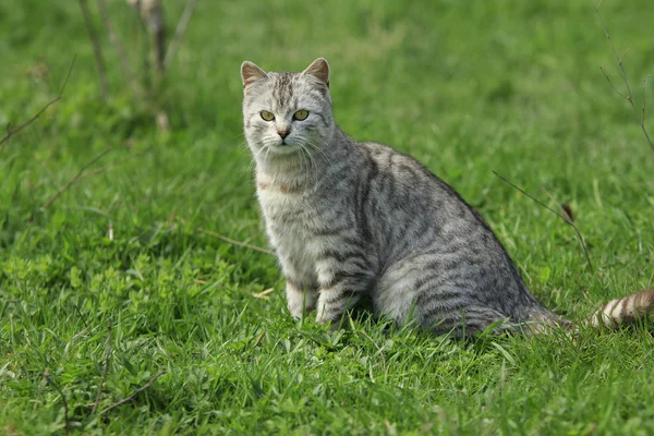 Gato senta-se em um prado — Fotografia de Stock