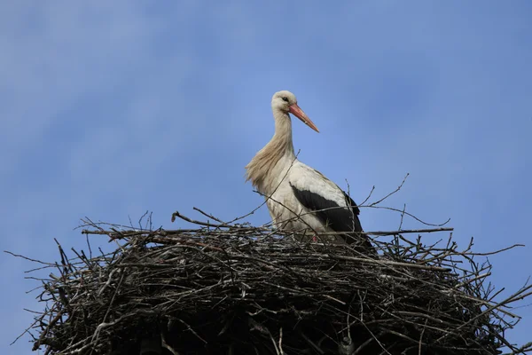 Storch im Nest — Stockfoto