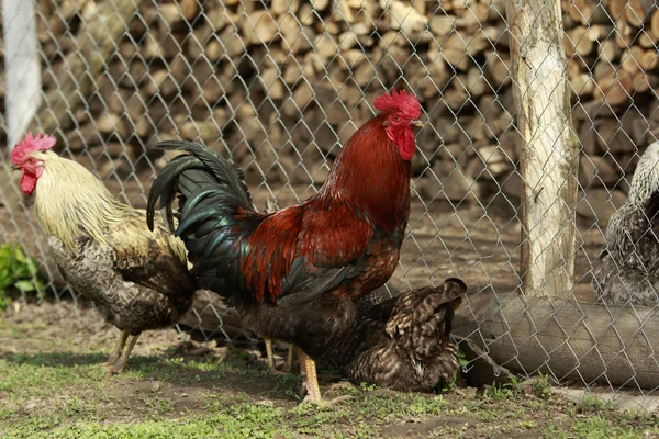 斑驳的颜色公鸡 — 图库照片