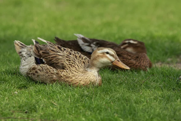 Canards sur l'herbe — Photo