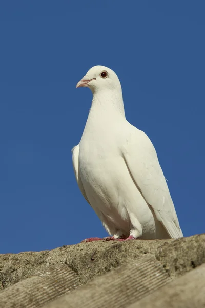 beyaz barış güvercini