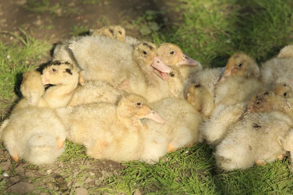 Many Little Duckling — Stock Photo, Image