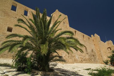 Kale Palm'da