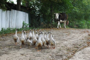 Kaz sürüsü Contry yolda