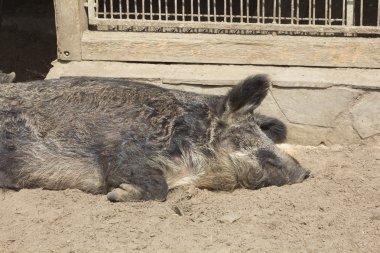 Pekari büyük kuş kafesi içinde uyur