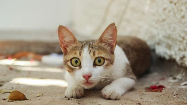 Gato com os olhos bem abertos — Fotografia de Stock