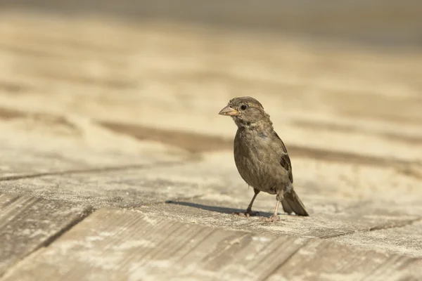 Moineau sur les planches — Photo