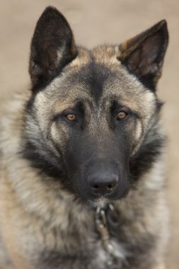 Alman çoban yakın çekim