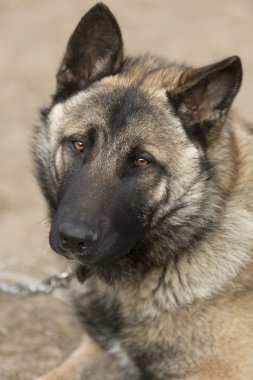 Koyun-köpek zinciri üzerinde