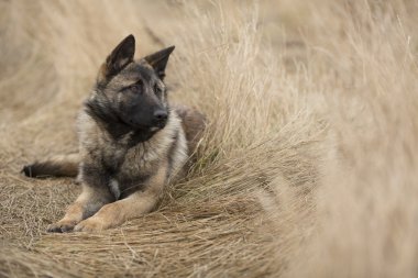 Köpek tarlasında