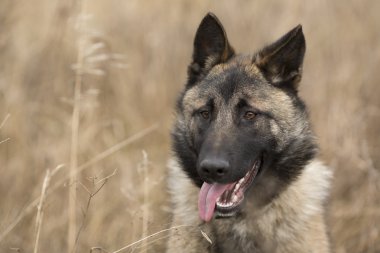 Çoban köpeği yakın çekim
