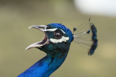 Tavus kuşu çığlıklar