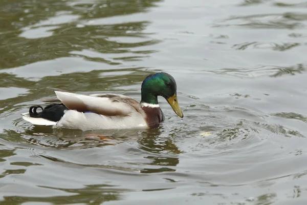 Duck in a water — Stock Photo, Image