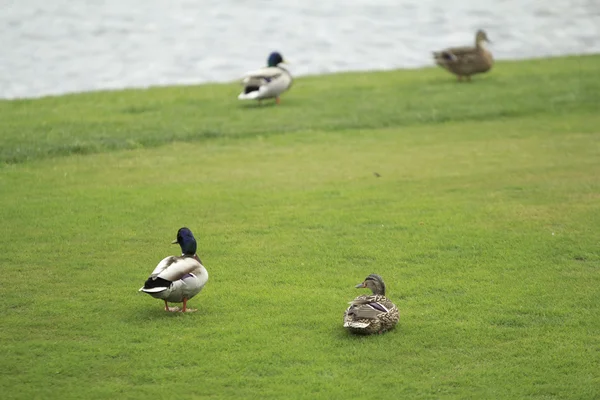 Canards dans une prairie — Photo