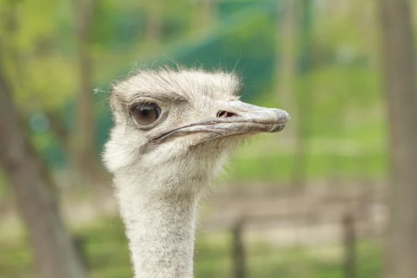 Funny ostrich — Stock Photo, Image