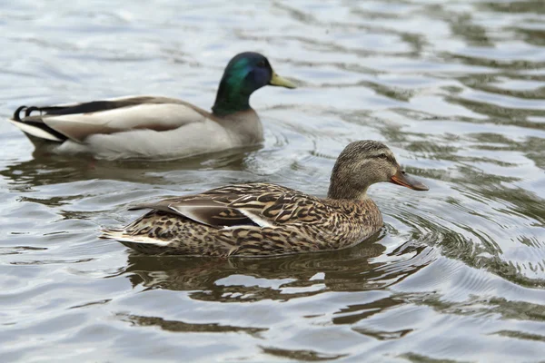 Un par de patos. —  Fotos de Stock