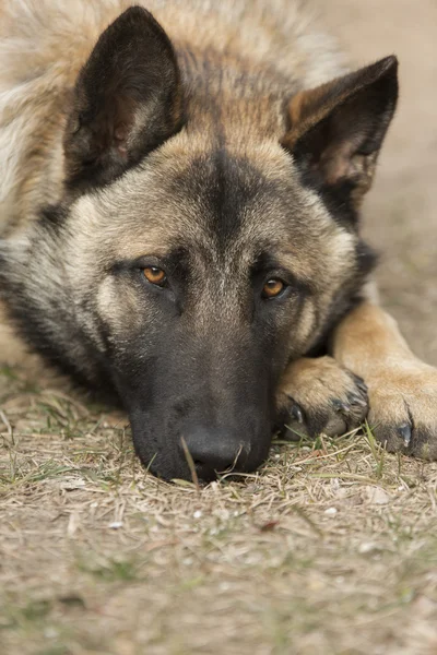 Cão melancólico jaz no chão — Fotografia de Stock