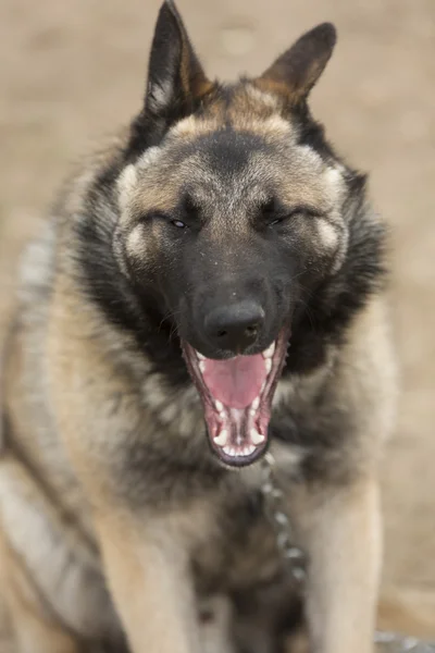 Σκύλος αστεία χασμουρητό — Φωτογραφία Αρχείου