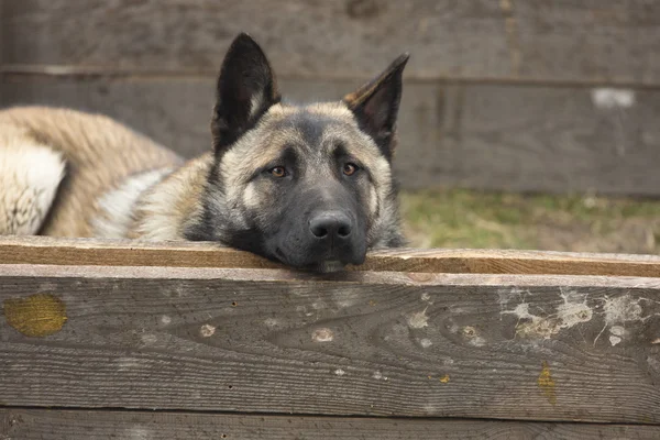 Cão à espreita no pátio — Fotografia de Stock