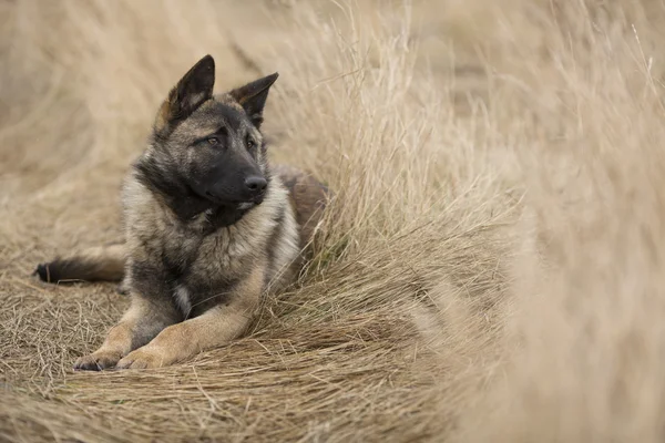 Dog in the cornfield — Stock Photo, Image