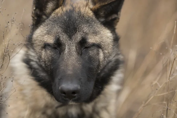 Hond met gesloten ogen — Stockfoto